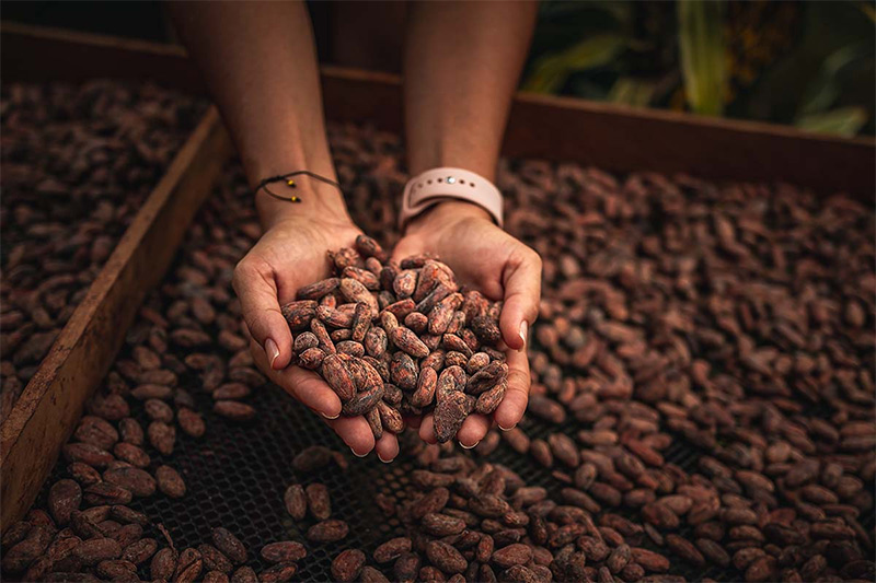 Sibaeli Chocolate Tour