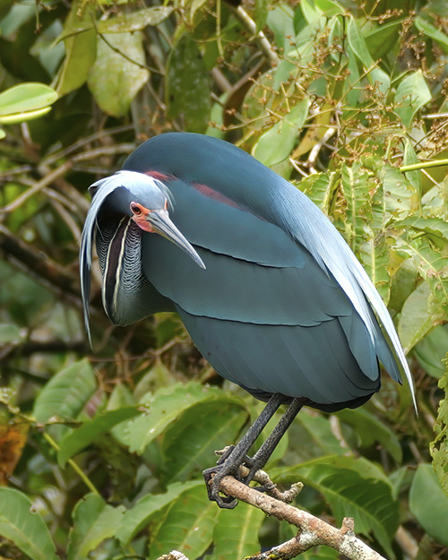 Agami Island Nature Reserve in Costa Rica