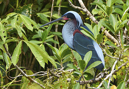 Agami Heron in natural habitat
