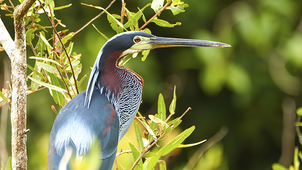 Agami Heron close-up portrait