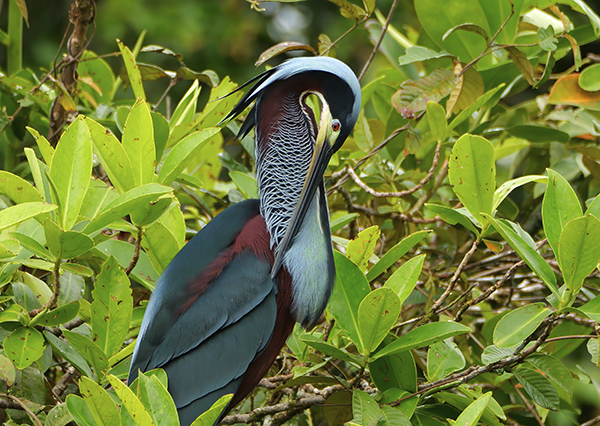Agami Heron in wetland environment