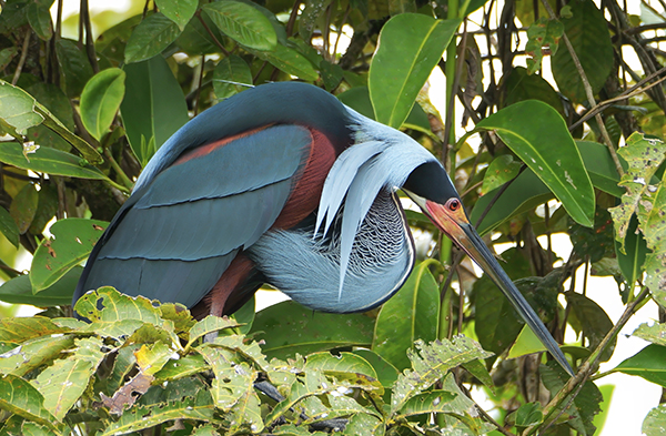 Agami Heron foraging