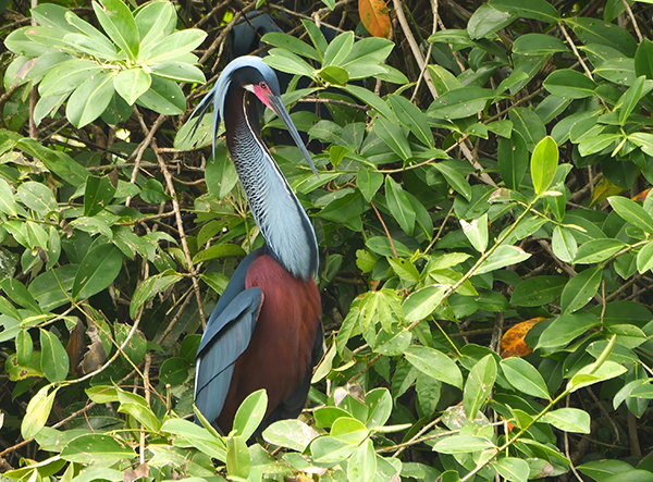 Agami Heron in flight