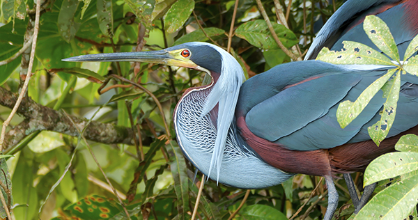 Agami Heron nesting behavior