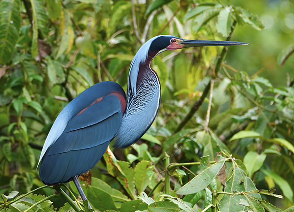 Agami Island Nature Reserve