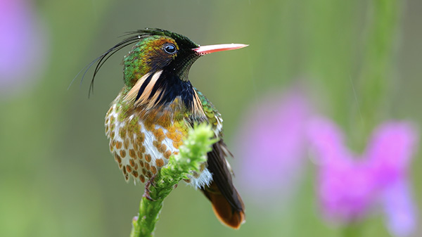 Custom Adventure Costa Rica