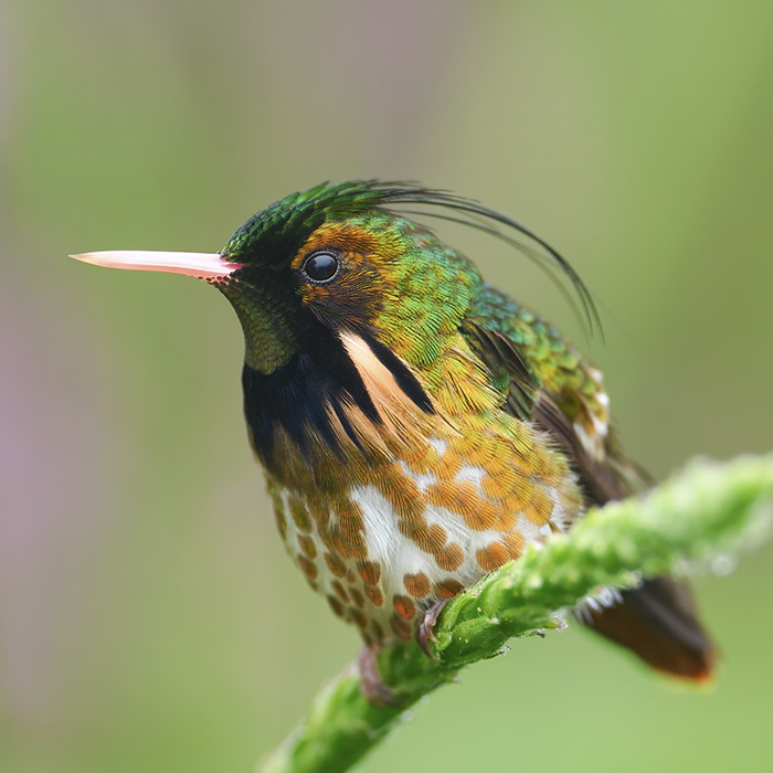 Coquette Hummingbird in Costa Rica