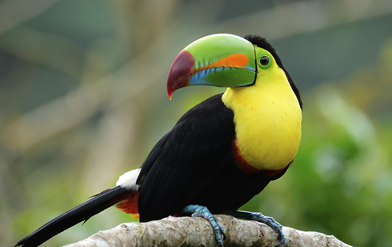 Keel-billed Toucan in Costa Rica